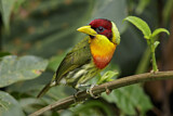 Image. Goldbrust-Bartvogel