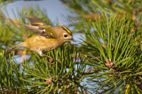 Image. Goldcrest