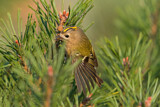 Image. Goldcrest