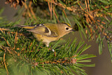 Image. Goldcrest