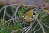 Image. Goldcrest