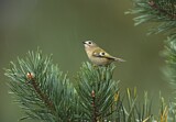 Image. Goldcrest
