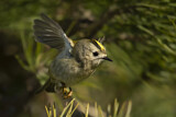 Image. Goldcrest