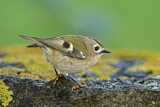 Image. Goldcrest