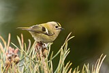 Image. Goldcrest