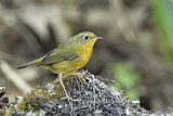 Image. Golden Bush Robin