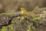 Image. Golden Bush Robin