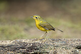 Image. Golden Bush Robin