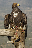 Image. Golden Eagle