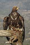 Image. Golden Eagle