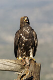 Image. Golden Eagle