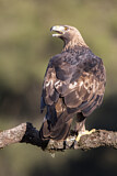 Image. Golden Eagle