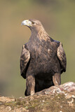 Image. Golden Eagle