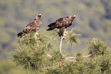 Image. Golden Eagle