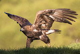 Image. Golden Eagle