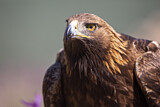Image. Golden Eagle