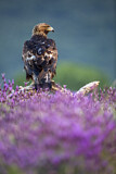 Image. Golden Eagle