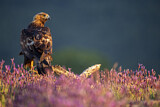 Image. Golden Eagle