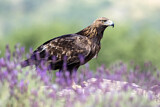 Image. Golden Eagle