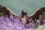 Image. Golden Eagle