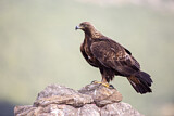 Image. Golden Eagle