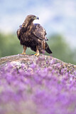 Image. Golden Eagle