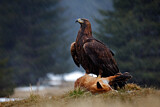 Image. Golden Eagle