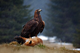 Image. Golden Eagle