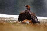 Image. Golden Eagle