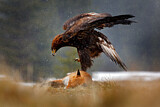 Image. Golden Eagle