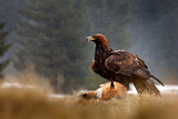 Image. Golden Eagle