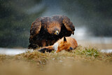Image. Golden Eagle