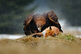 Image. Golden Eagle