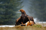 Image. Golden Eagle
