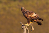 Image. Golden Eagle