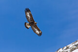 Image. Golden Eagle