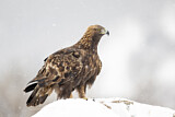Image. Golden Eagle