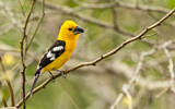Image. Golden Grosbeak