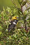 Image. Golden Grosbeak