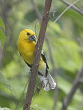 Image. Golden Grosbeak