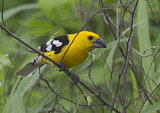 Image. Golden Grosbeak