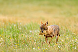 Image. Golden Jackal
