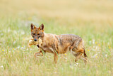 Image. Golden Jackal