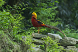 Image. Golden Pheasant