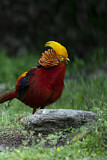 Image. Golden Pheasant