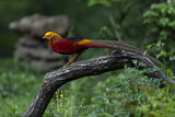 Image. Golden Pheasant