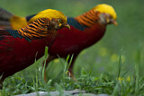 Image. Golden Pheasant