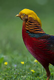 Image. Golden Pheasant