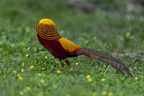 Image. Golden Pheasant