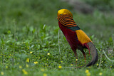 Image. Golden Pheasant